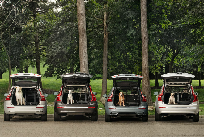 Dogs seated in the back of different Volvo models